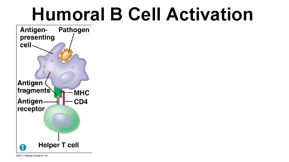 Humoral B Cell Activation 