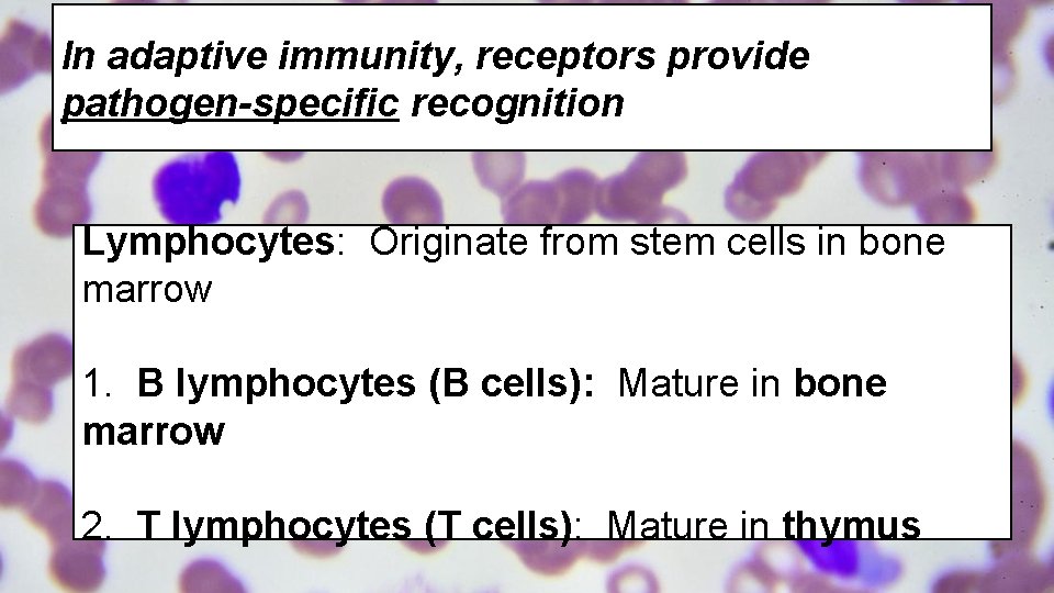 In adaptive immunity, receptors provide pathogen-specific recognition Lymphocytes: Originate from stem cells in bone