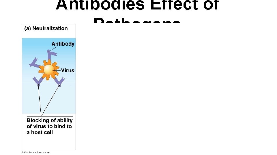 Antibodies Effect of Pathogens 