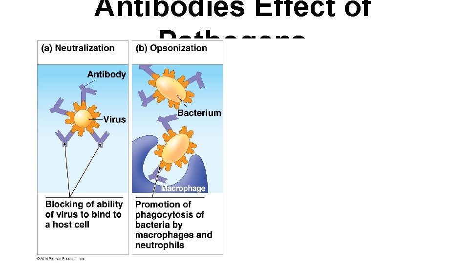 Antibodies Effect of Pathogens 