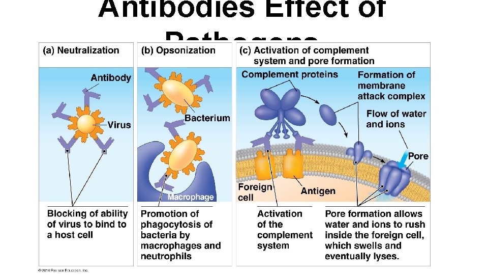 Antibodies Effect of Pathogens 