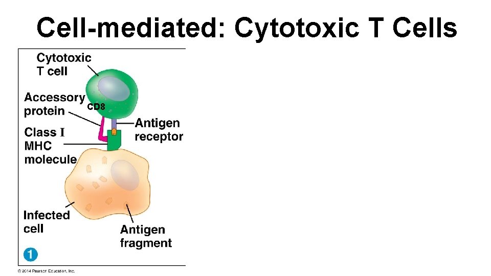 Cell-mediated: Cytotoxic T Cells CD 8 