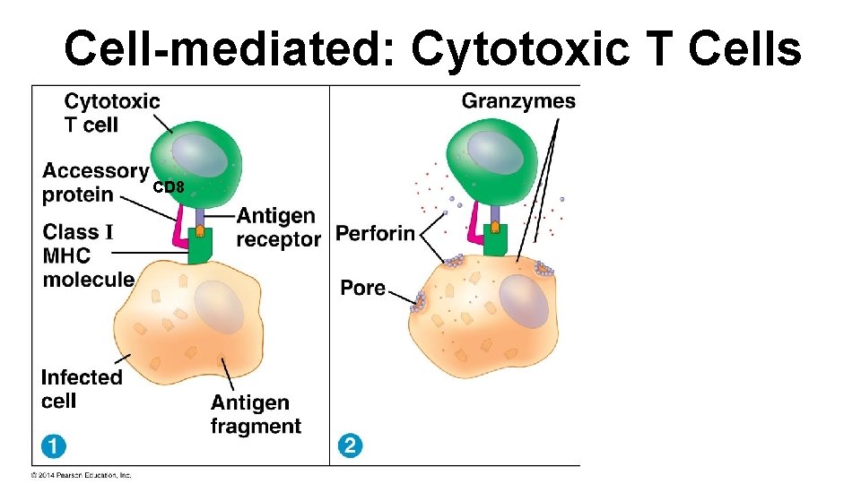 Cell-mediated: Cytotoxic T Cells CD 8 