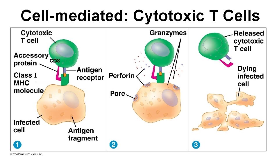 Cell-mediated: Cytotoxic T Cells CD 8 