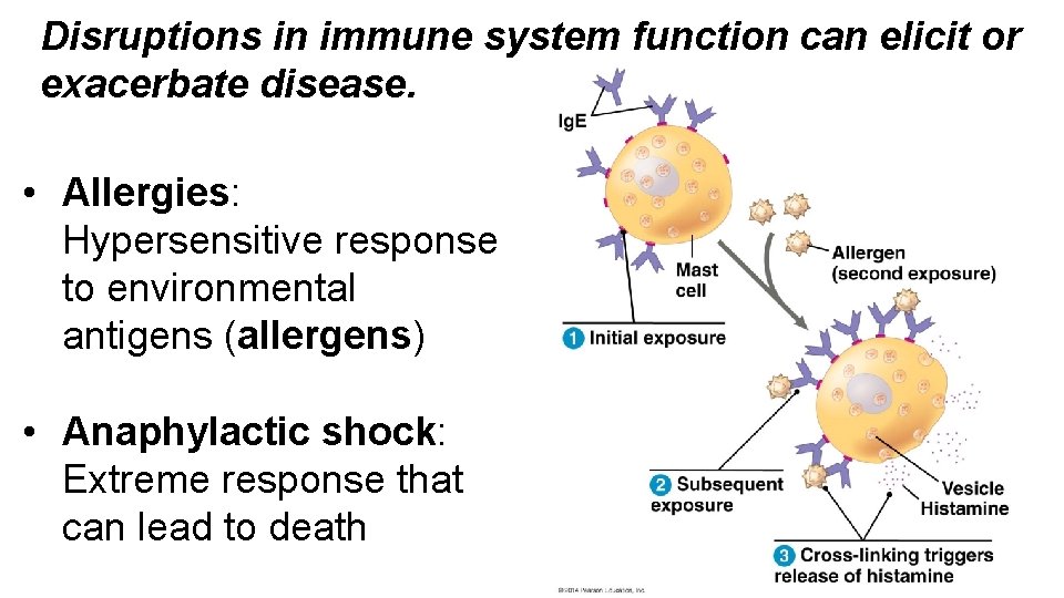 Disruptions in immune system function can elicit or exacerbate disease. • Allergies: Hypersensitive response
