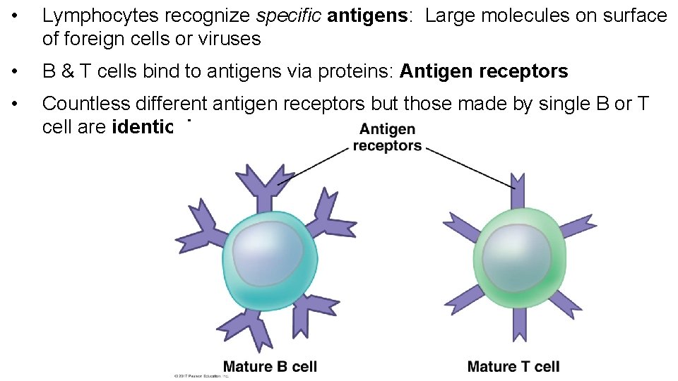  • Lymphocytes recognize specific antigens: Large molecules on surface of foreign cells or