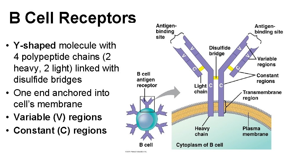 B Cell Receptors • Y-shaped molecule with 4 polypeptide chains (2 heavy, 2 light)