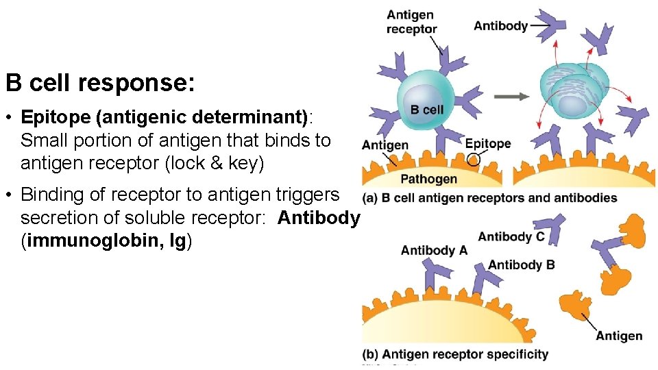 B cell response: • Epitope (antigenic determinant): Small portion of antigen that binds to