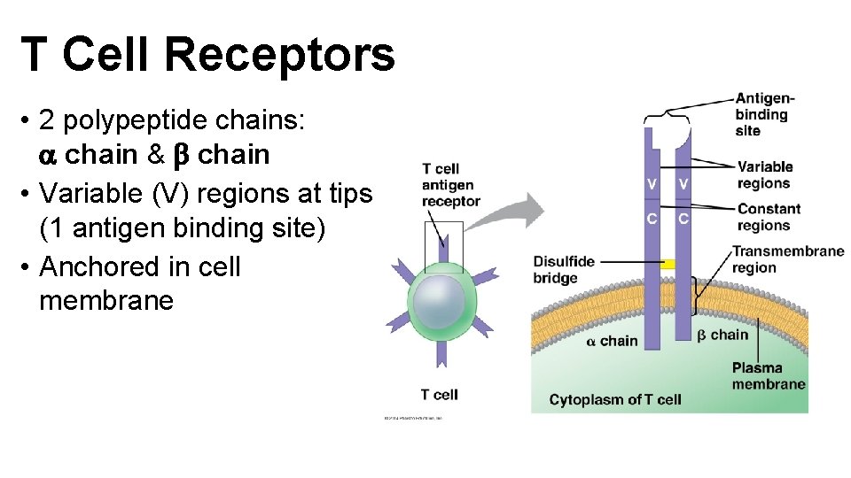 T Cell Receptors • 2 polypeptide chains: a chain & b chain • Variable