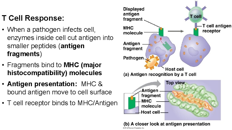 T Cell Response: • When a pathogen infects cell, enzymes inside cell cut antigen