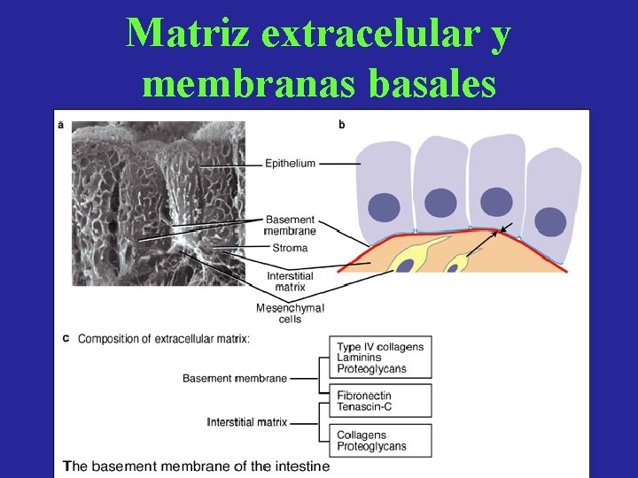 Matriz extracelular y membranas basales 