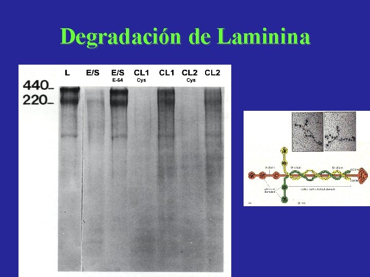 Degradación de Laminina 