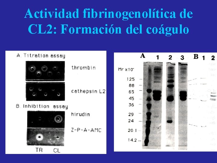 Actividad fibrinogenolítica de CL 2: Formación del coágulo 