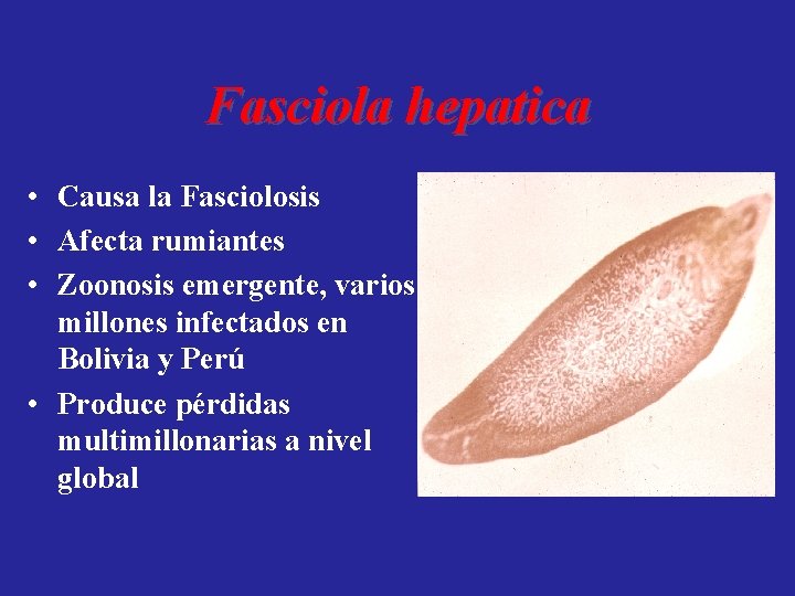 Fasciola hepatica • Causa la Fasciolosis • Afecta rumiantes • Zoonosis emergente, varios millones