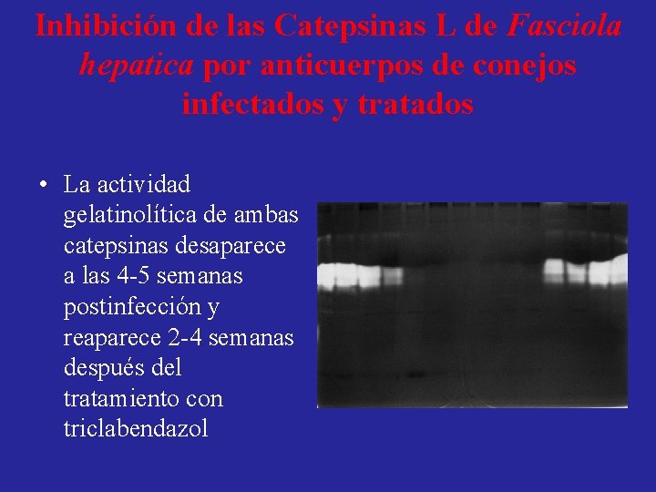 Inhibición de las Catepsinas L de Fasciola hepatica por anticuerpos de conejos infectados y