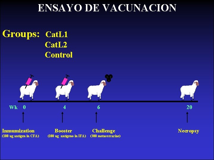 ENSAYO DE VACUNACION Groups: Wk 0 Inmumization (100 ug antígen in CFA) Cat. L