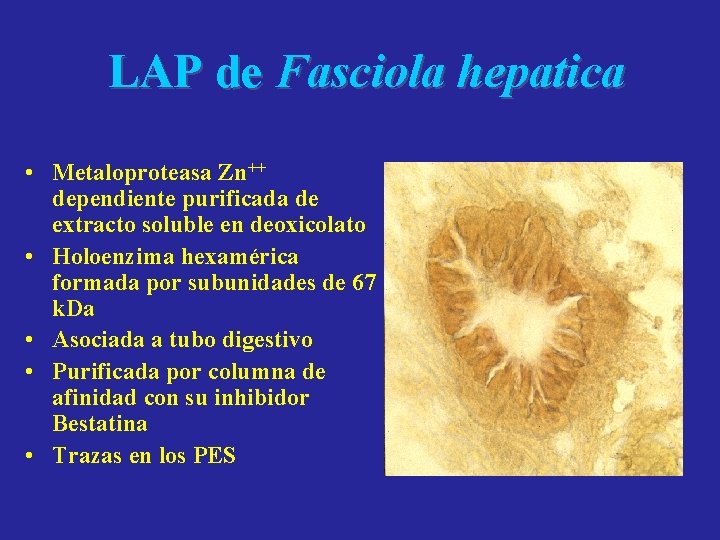 LAP de Fasciola hepatica • Metaloproteasa Zn++ dependiente purificada de extracto soluble en deoxicolato