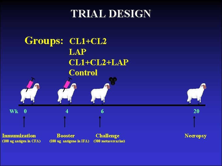 TRIAL DESIGN Groups: Wk 0 Inmumization (100 ug antígen in CFA) CL 1+CL 2