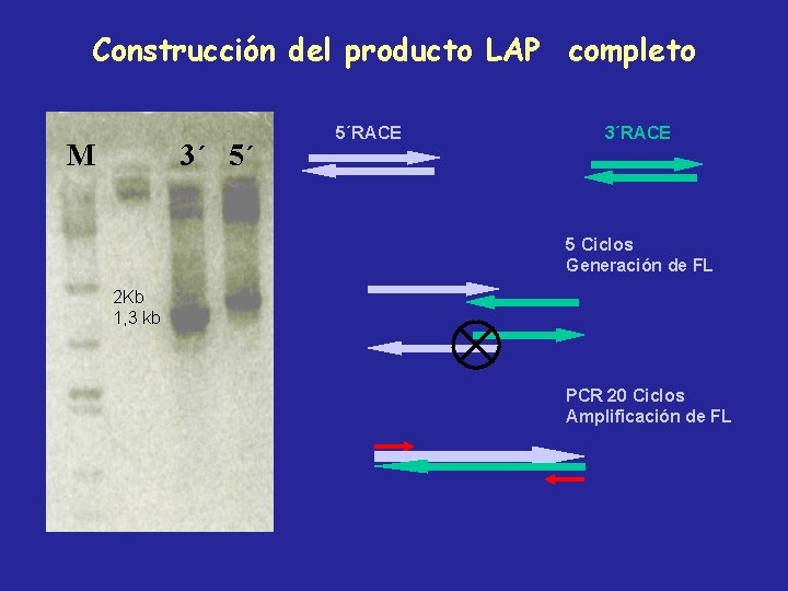 Construcción del producto LAP completo M 3´ 5´ 5´RACE 3´RACE 5 Ciclos Generación de