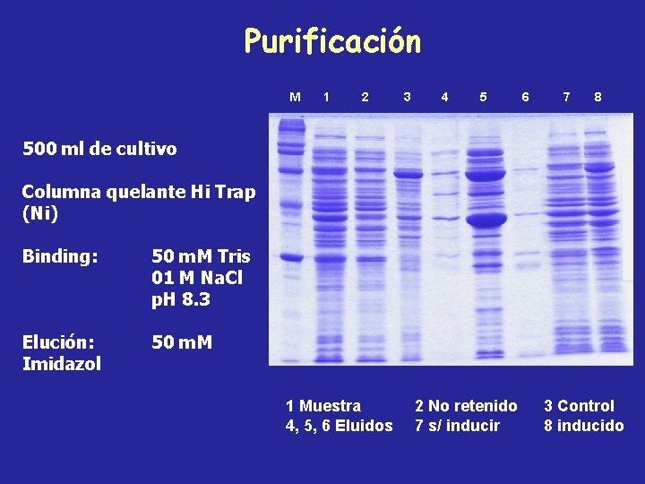 Purificación M 1 2 3 4 5 6 7 8 500 ml de cultivo