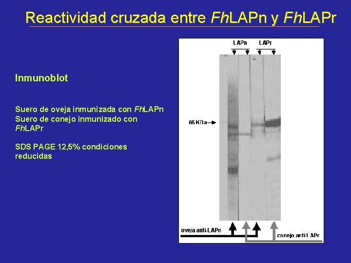 Reactividad cruzada entre Fh. LAPn y Fh. LAPr Inmunoblot Suero de oveja inmunizada con