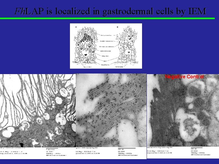 Fh. LAP is localized in gastrodermal cells by IEM Negative Control 