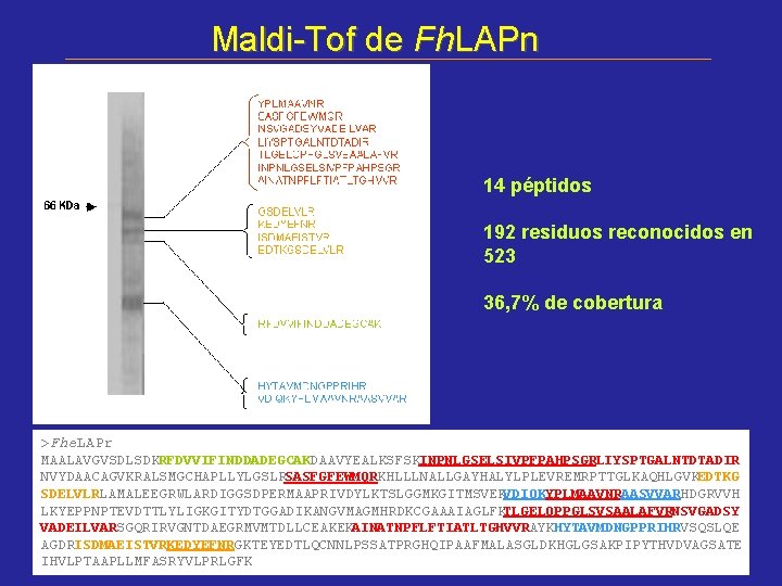 Maldi-Tof de Fh. LAPn 14 péptidos 192 residuos reconocidos en 523 36, 7% de