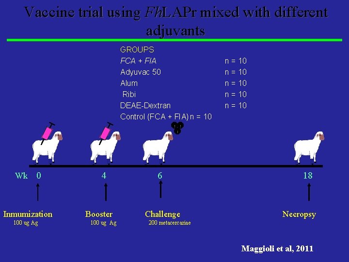 Vaccine trial using Fh. LAPr mixed with different adjuvants GROUPS FCA + FIA Adyuvac