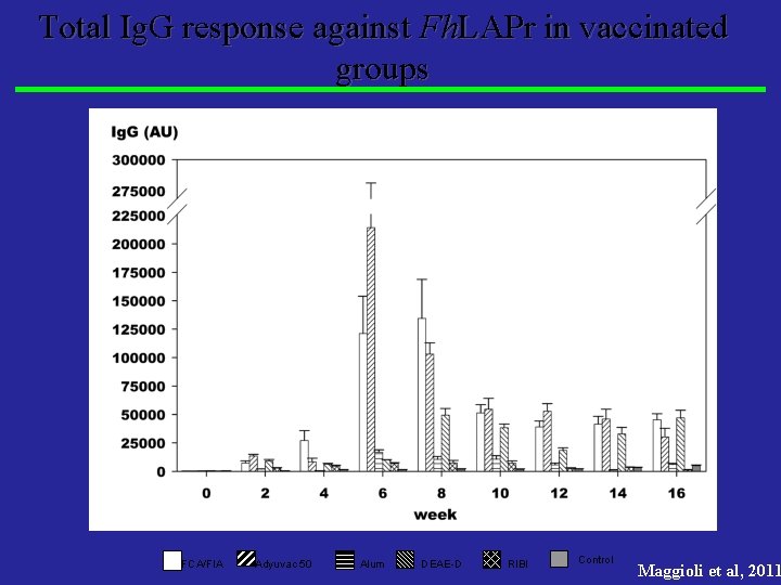 Total Ig. G response against Fh. LAPr in vaccinated groups FCA/FIA Adyuvac 50 Alum