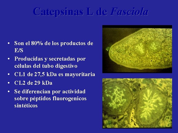 Catepsinas L de Fasciola • Son el 80% de los productos de E/S •