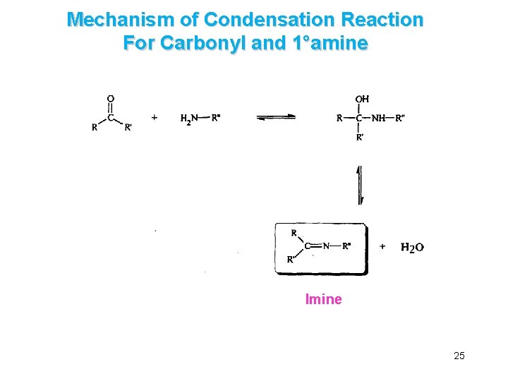 Mechanism of Condensation Reaction For Carbonyl and 1°amine Imine 25 