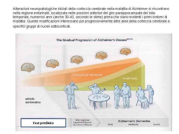 Alterazioni neuropatologiche iniziali della corteccia cerebrale nella malattia di Alzheimer si riscontrano nella regione