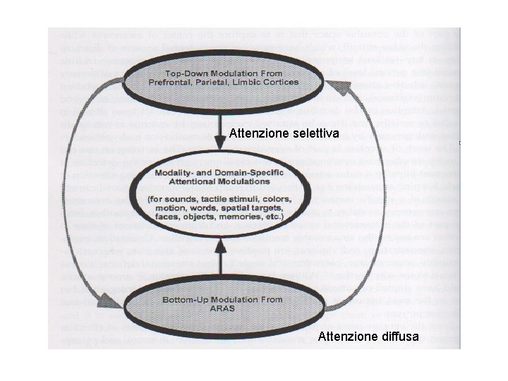 Attenzione selettiva Attenzione diffusa 