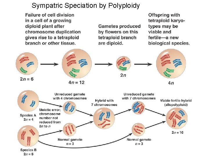 Sympatric Speciation by Polyploidy 