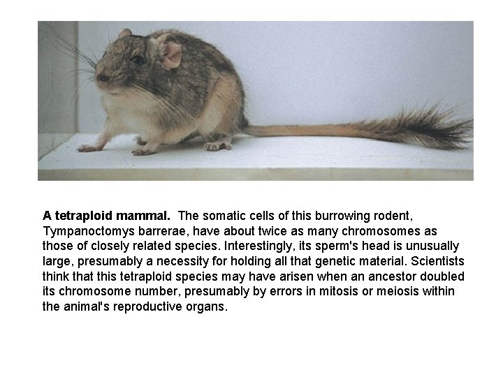 A tetraploid mammal. The somatic cells of this burrowing rodent, Tympanoctomys barrerae, have about