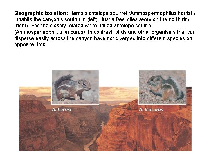 Geographic Isolation: Harris′s antelope squirrel (Ammospermophilus harrisi ) inhabits the canyon′s south rim (left).