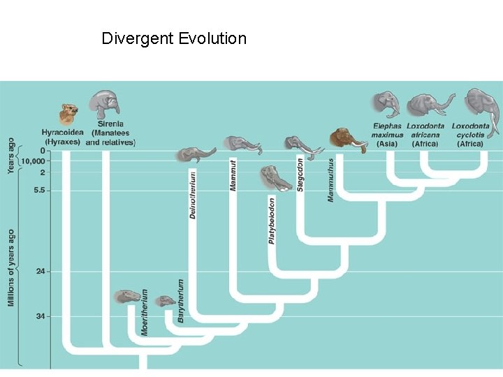 Divergent Evolution 
