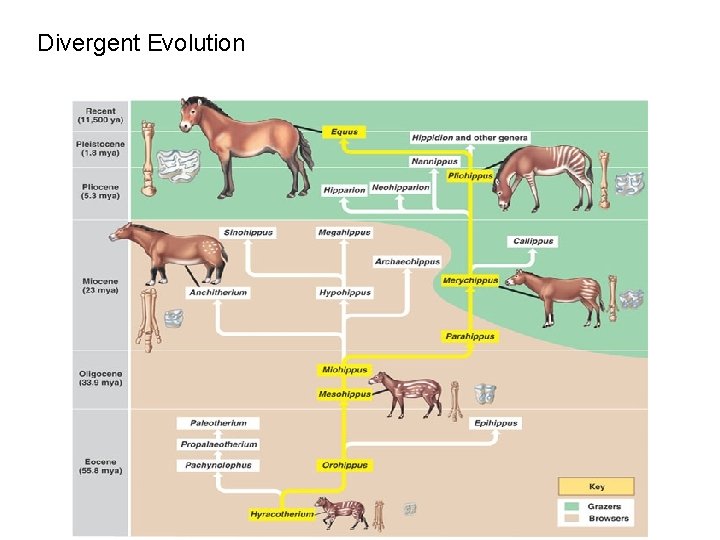 Divergent Evolution 
