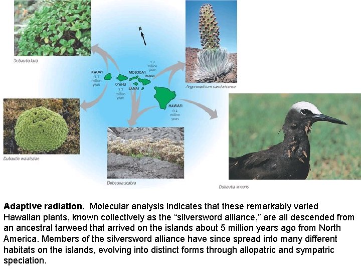 Adaptive radiation. Molecular analysis indicates that these remarkably varied Hawaiian plants, known collectively as