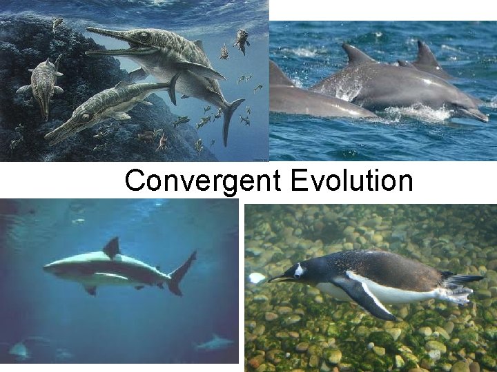 Convergent Evolution 