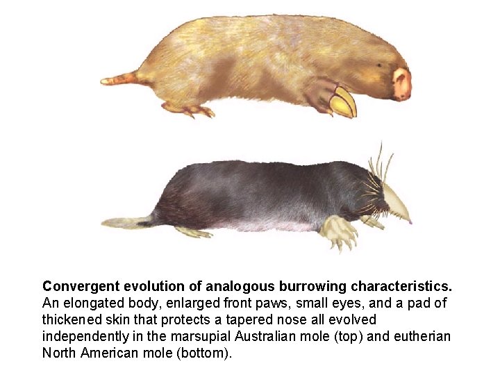 Convergent evolution of analogous burrowing characteristics. An elongated body, enlarged front paws, small eyes,