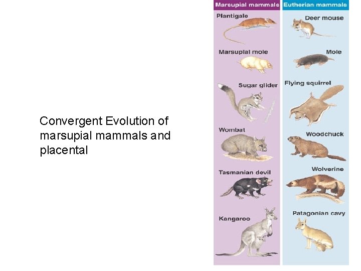 Convergent Evolution of marsupial mammals and placental 