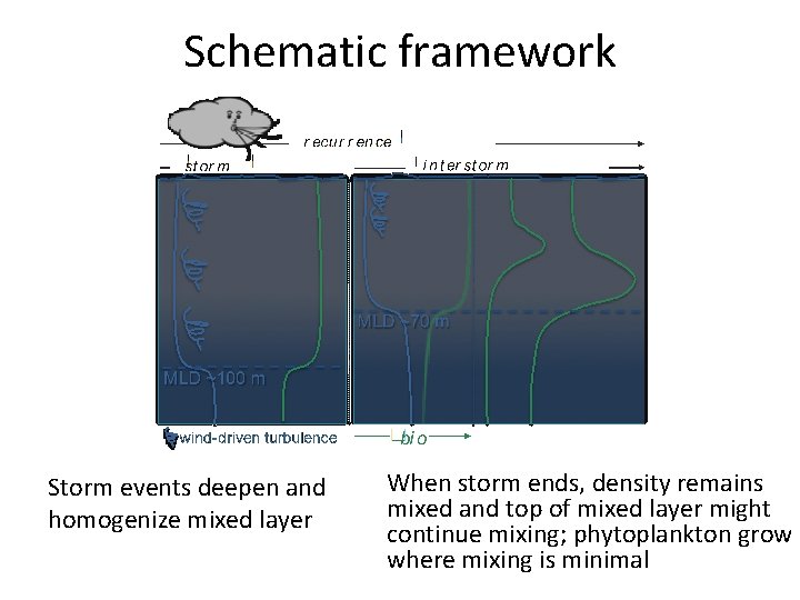 Schematic framework Storm events deepen and homogenize mixed layer When storm ends, density remains