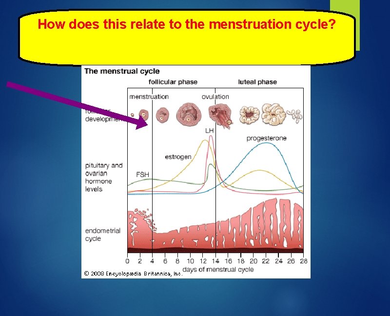 How does this relate to the menstruation cycle? 