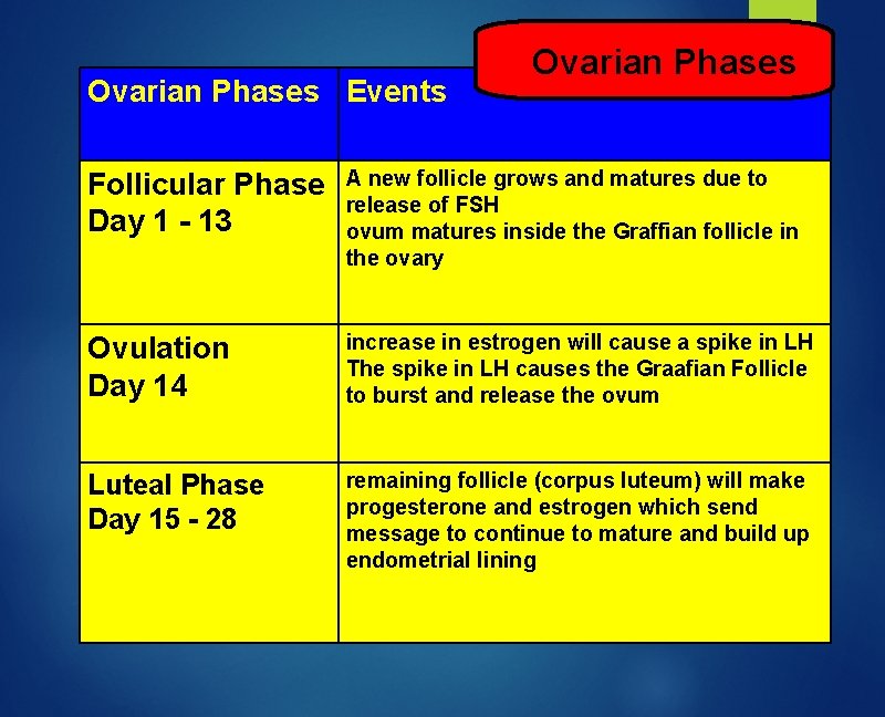 Ovarian Phases Events Ovarian Phases Follicular Phase Day 1 - 13 A new follicle
