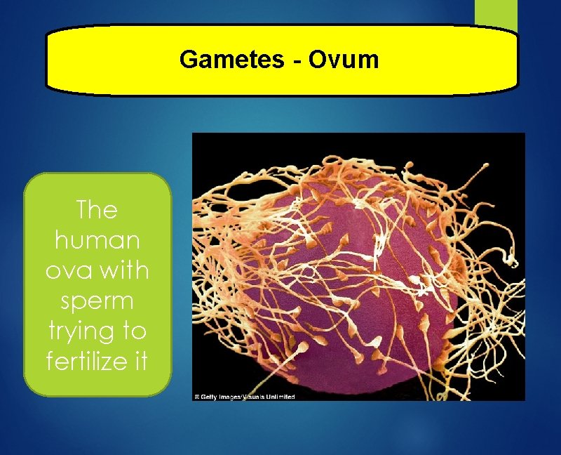 Gametes - Ovum The human ova with sperm trying to fertilize it 