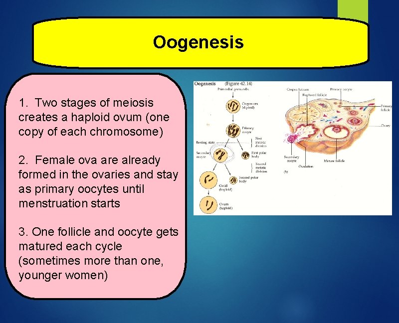 Oogenesis 1. Two stages of meiosis creates a haploid ovum (one copy of each