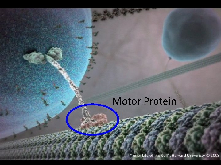 Motor Protein 