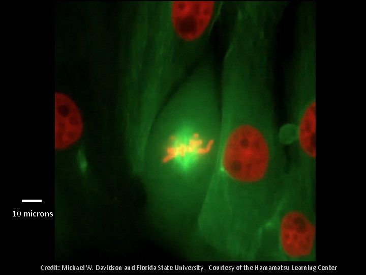 10 microns Credit: Michael W. Davidson and Florida State University. Courtesy of the Hamamatsu