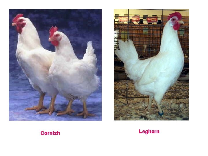 Cornish Leghorn 